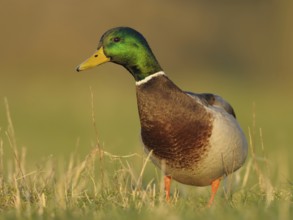 Mallard (Anas platyrhynchos) male, North Rhine-Westphalia, Germany
