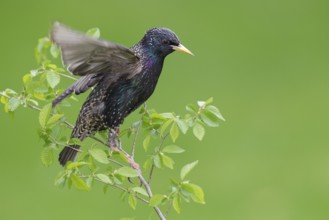 Common Starling (Sturnus vulgaris), Brandenburg, Germany