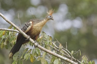 Hoatzin (Opisthocomus hoazin), Ecuador