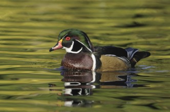 Wood Duck (Aix sponsa) male, British Columbia, Canada
