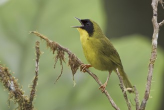 Olive-crowned Yellowthroat (Geothlypis semiflava) male, Ecuador