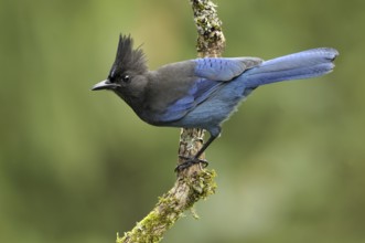 Steller's Jay (Cyanocitta stelleri), British Columbia, Canada