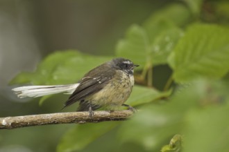 New Zealand Fantail (Rhipidura fuliginosa), New Zealand