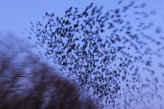 Western Jackdaw (Coloeus monedula) huge flock in flight, Lower Saxony, Germany