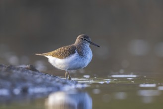 Common Sandpiper (Actitis hypoleucos), North Rhine-Westphalia, Germany