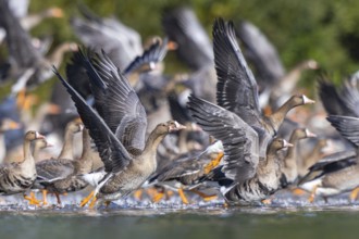 Greater White-fronted Goose (Anser albifrons) group taking flight, North Rhine-Westphalia, Germany