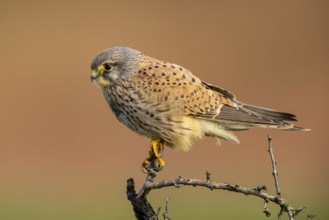 Common Kestrel (Falco tinnunculus) male perched on a branch, North Rhine-Westphalia, Germany