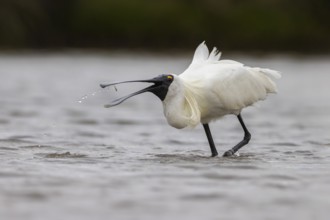 Royal Spoonbill (Platalea regia) eating a very small fish, Victoria, Australia