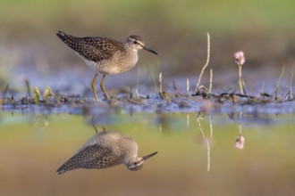 Wood Sandpiper (Tringa glareola) foraging, Poland