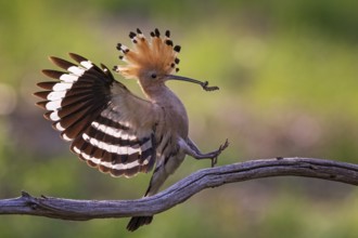 Eurasian Hoopoe (Upupa epops) with food in beak, Saxony-Anhalt, Germany
