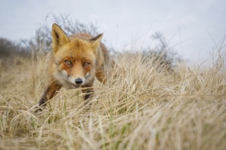 Rotfuchs, Vulpes vulpes Red Foxs, Vulpes vulpes