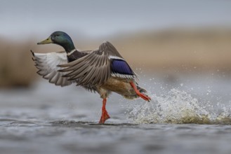 Mallard (Anas platyrhynchos) male taking flight, Schleswig-Holstein, Germany