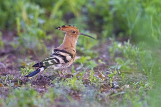 Eurasian Hoopoe (Upupa epops), Saxony-Anhalt, Germany