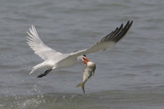 Caspian Tern (Hydroprogne caspia) flying, Gambia