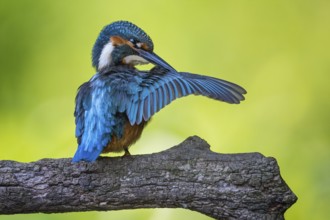 Common Kingfisher (Alcedo atthis) male perched on a branch, Saxony-Anhalt, Germany