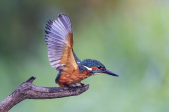 Common Kingfisher (Alcedo atthis) male flapping, perched on a branch, Saxony-Anhalt, Germany