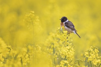 European Stonechat (Saxicola rubicola) male perched in a rape field, Saxony-Anhalt, Germany
