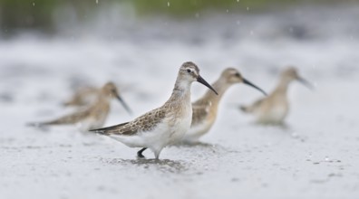 Curlew Sandpiper (Calidris ferruginea), Austria