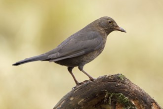 Common Blackbird (Turdus merula) female, Saxony-Anhalt, Germany