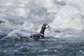 Harlequin Duck (Histrionicus histrionicus) male, Iceland