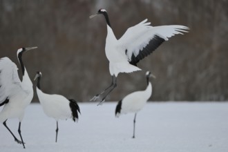 Red-crowned Crane (Grus japonensis), Hokkaido, Japan