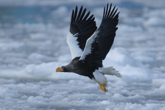 Steller's Sea Eagle (Haliaeetus pelagicus) flying, Hokkaido, Japan