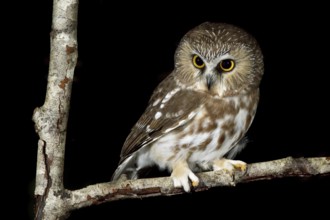 Northern Saw-whet Owl (Aegolius acadicus), British Columbia, Canada