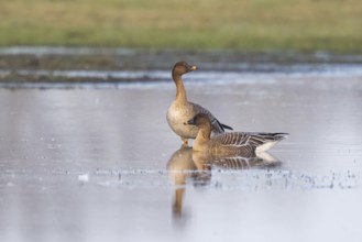 Taiga Bean Goose (Anser fabalis), North Rhine-Westphalia, Germany
