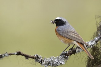 Common Redstart (Phoenicurus phoenicurus) male perched on a branch with food in its beak, Dalarna,