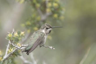 Costa's Hummingbird (Calypte costae) female, California, USA
