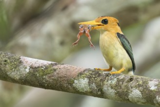 Yellow-billed Kingfisher (Syma torotoro) perched on a branch in Papua New Guinea
