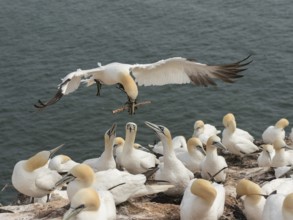 Northern Gannet (Morus bassanus) colony, Schleswig-Holstein, Germany