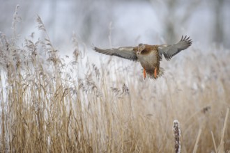 Mallard (Anas platyrhynchos) female landing, Lower Saxony, Germany