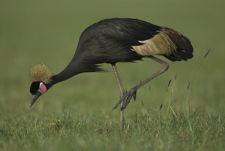Black Crowned Crane (Balearica pavonina) foraging, Lake Awasa, Ethiopia