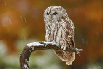Tawny owl in the forest with tit bird in the talon. Brown owl sitting on tree stump in the dark
