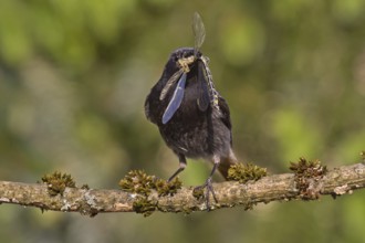 Black Redstart (Phoenicurus ochruros) male with dragonfly prey in beak to feed chicks, Bavaria,