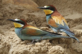 European Bee-eater (Merops apiaster), Extremadura, Spain