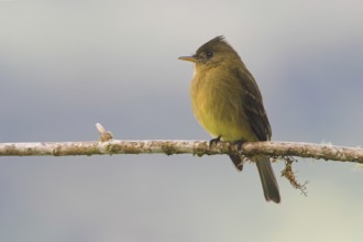 Ochraceous Pewee (Contopus ochraceus), Costa Rica