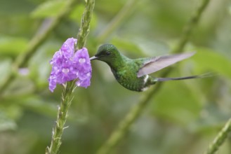 Green Thorntail (Discosura conversii), Costa Rica