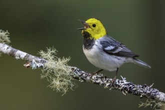 Hermit Warbler (Setophaga occidentalis) perched on a branch in Washington State, USA