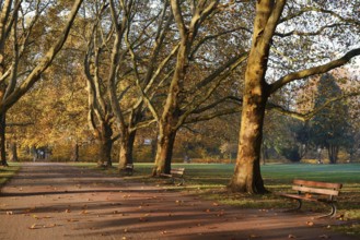 Path and common plane tree or Platanus × acerifolia (Platanus x hispanica, Platanus × acerifolia,