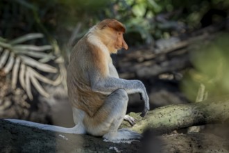 Proboscis monkey (Nasalis larvatus), male, Kilanas, Bandar Seri Begawan, Brunei-Muara, Brunei