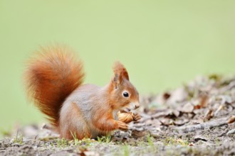 Eurasian squirrel (Sciurus vulgaris), North Rhine-Westphalia, Germany