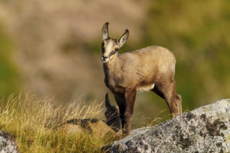 A curious young chamois stands on a rock, accompanied by a resting deer in the grass, chamois,