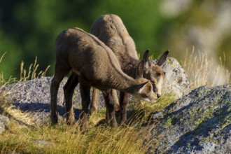Two young chamois standing close to each other on a rocky ground surrounded by summer grass,
