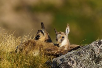 Two young chamois in nature, lying in a meadow with stones, relaxed and attentive, chamois,