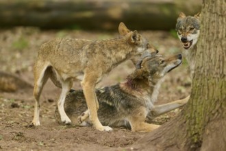 Wolf (Canis lupus), three wolves in the forest, two communicating aggressively with each other,