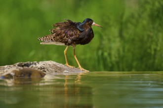 Bird at the edge of a pond on a stone, ruff (Calidris pugnax), male, spring, France