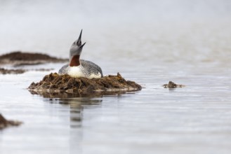Red-throated diver (Gavia stellata) breeding on the nest, Aventdalen, Longyearbyen, Spitsbergen,