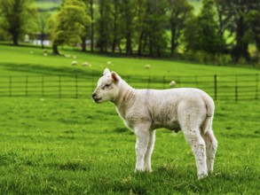 Sheeps, Pooley Bridge, Ullswater Lake, Lake District National Park, Cumbria, England, United